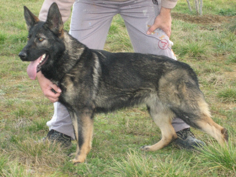 Blanca Des Terres Du Guerre