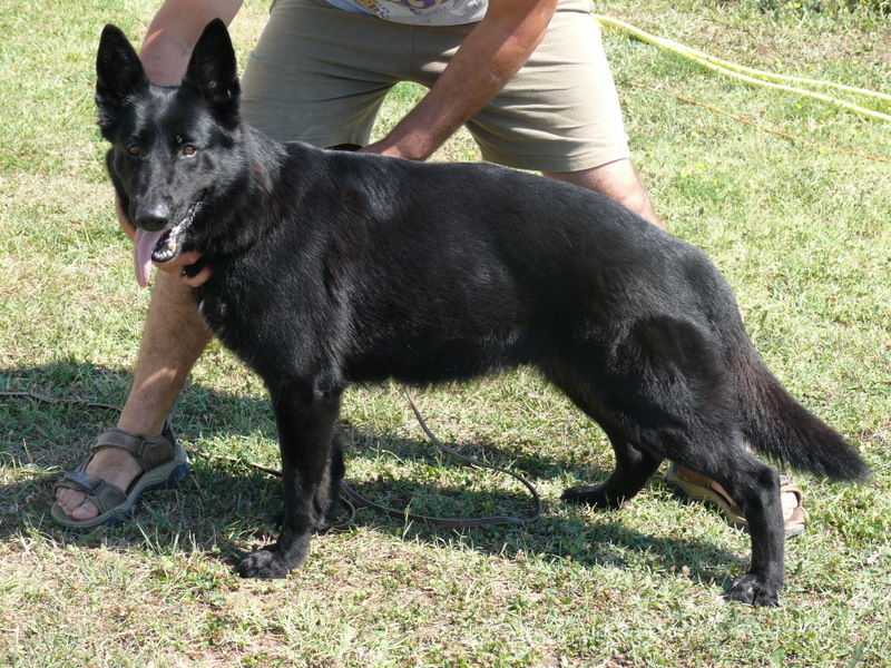 Zziska Vom haus musica