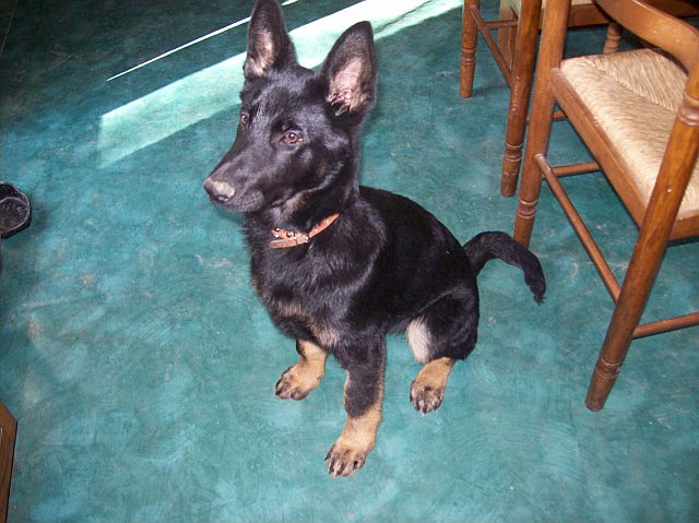 Diva du Domaine d'Anajuan